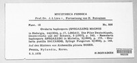 Ovularia haplospora image